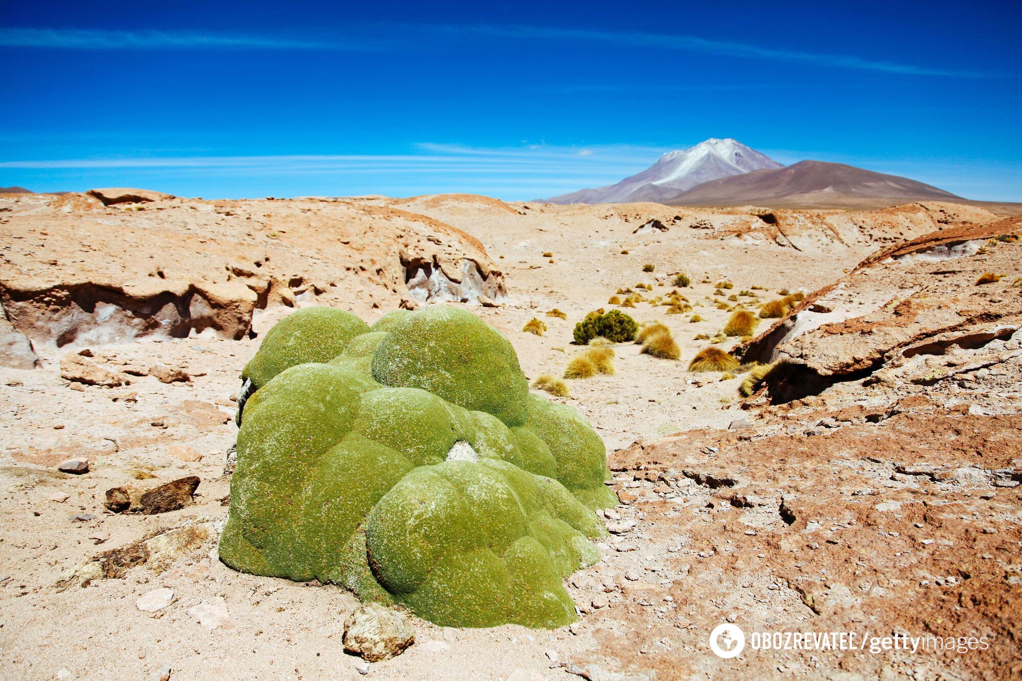 Is there life on Mars? Scientists have discovered a plant that can survive on the red planet. Photo