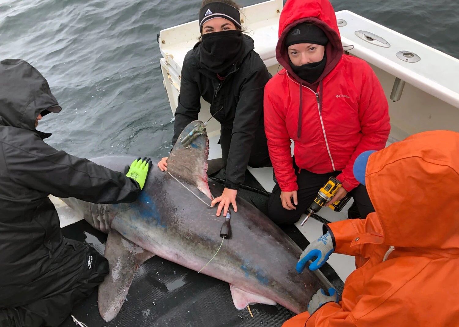 This is the first case of such a murder in nature: a pregnant shark was eaten by another shark. How scientists explain it