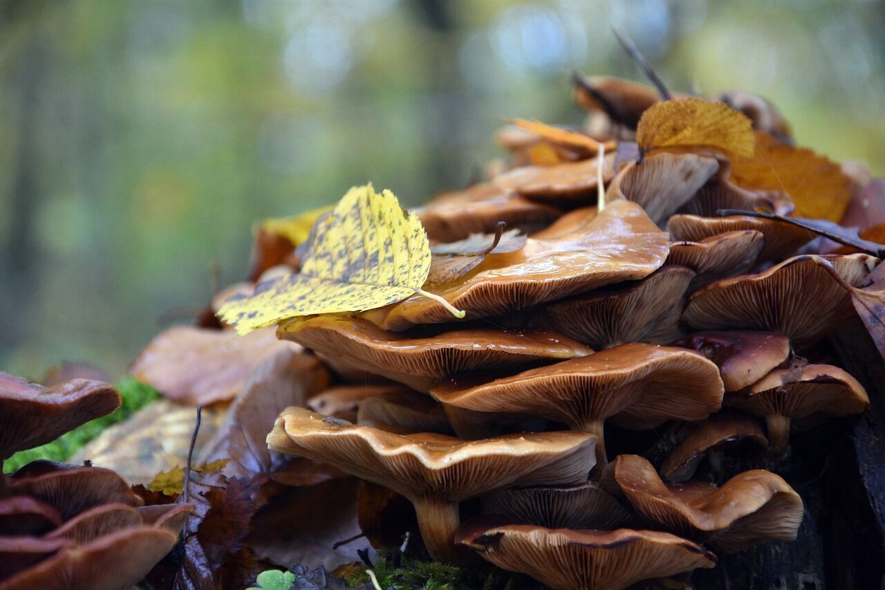 Time for a hunt: top mushroom places in Ukraine