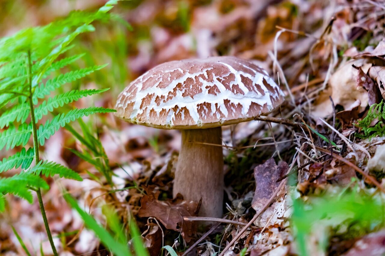 Time for a hunt: top mushroom places in Ukraine