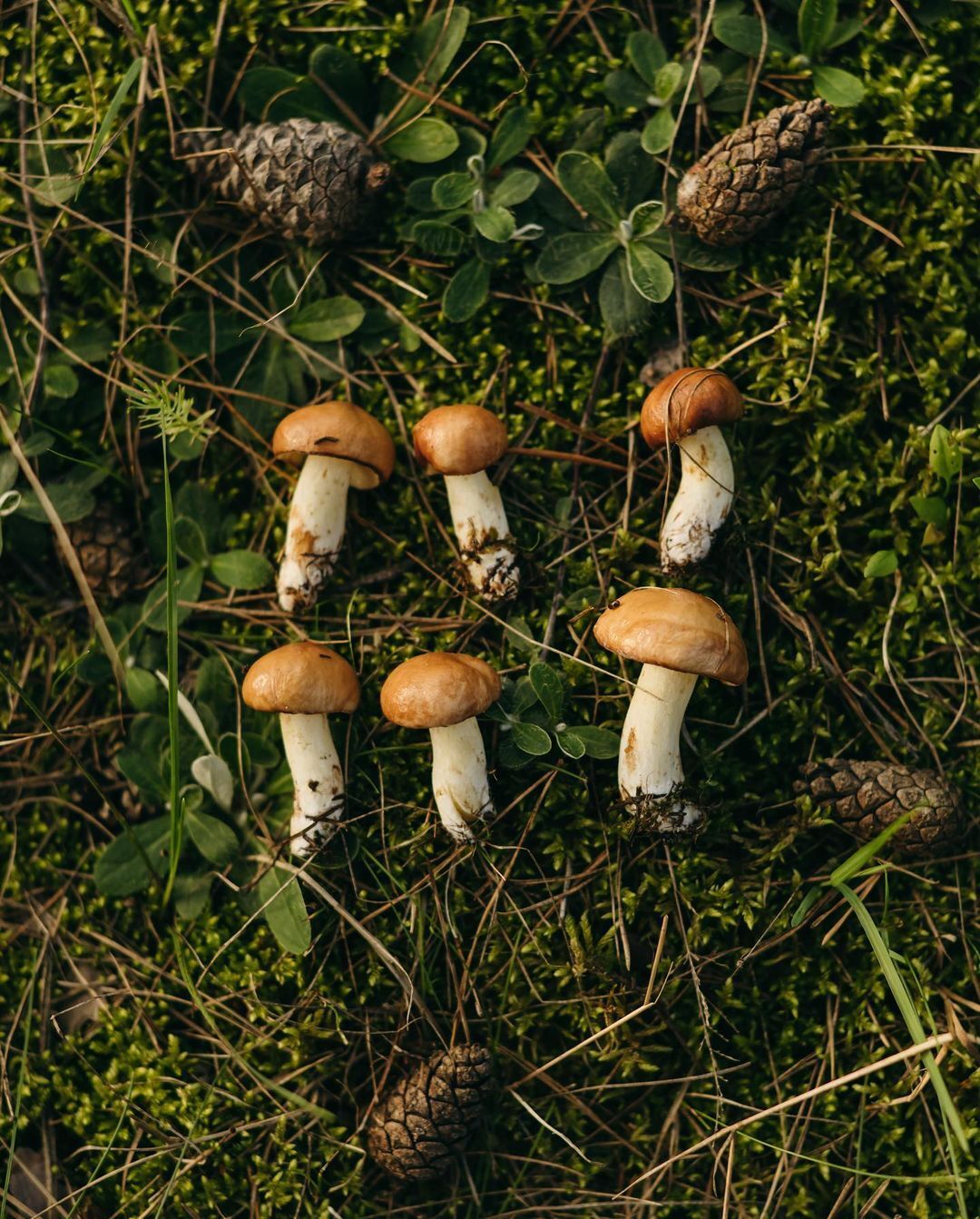 Time for a hunt: top mushroom places in Ukraine