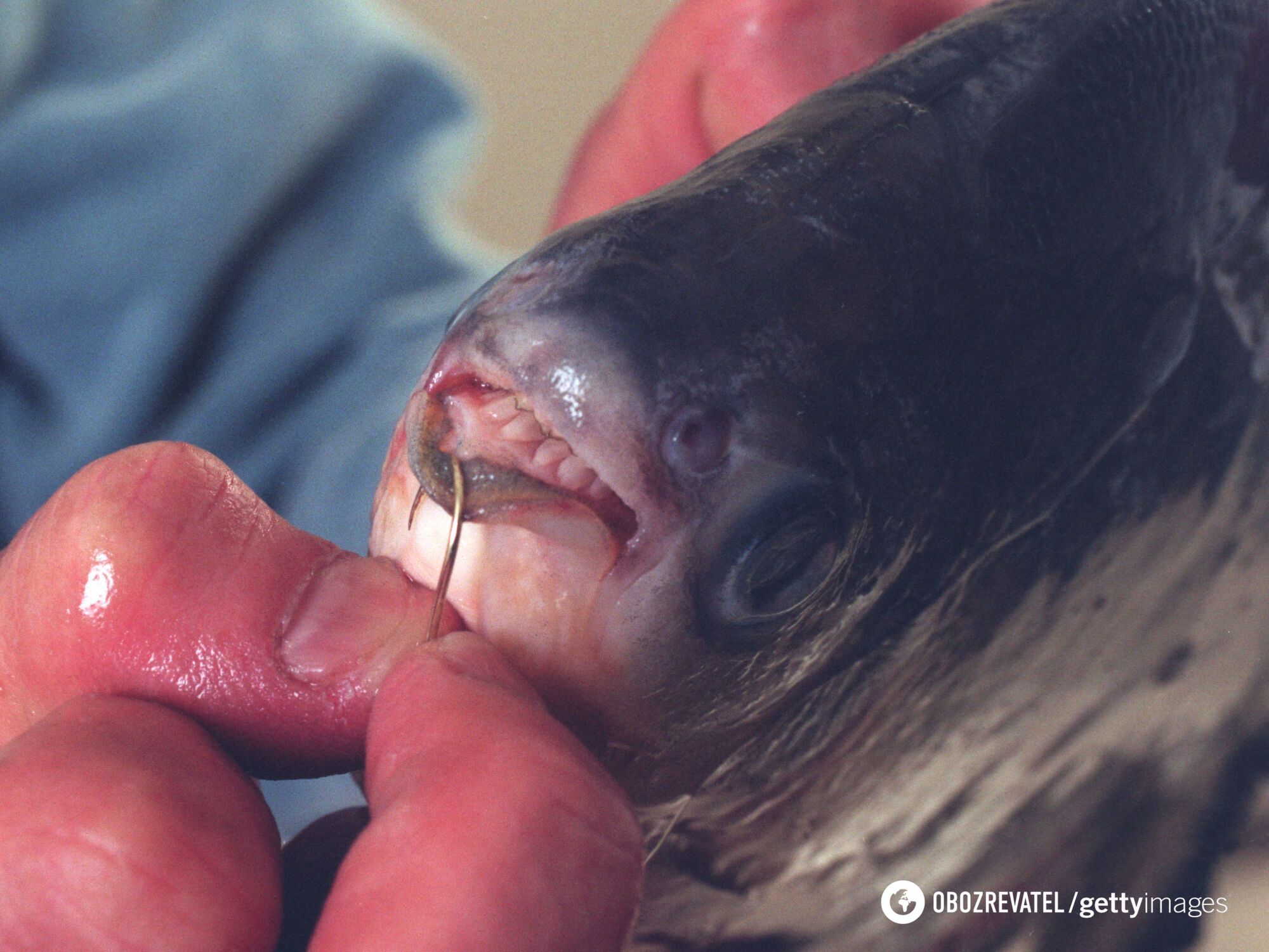 It looks like a piranha. A fish with ''human teeth'' and the ''Eye of Sauron'' was found in the Amazon