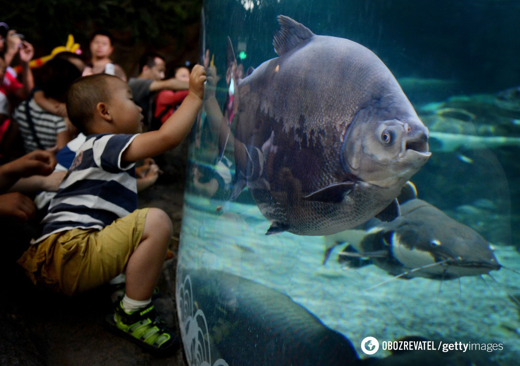 It looks like a piranha. A fish with ''human teeth'' and the ''Eye of Sauron'' was found in the Amazon