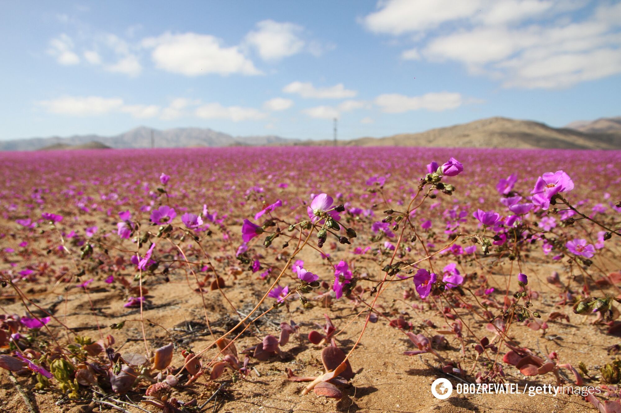 The driest desert on Earth has turned purple: this happens every few years. Photo