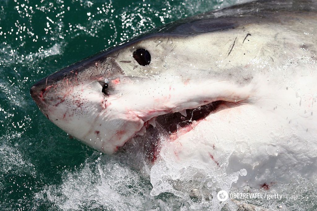 This is the first case of such a murder in nature: a pregnant shark was eaten by another shark. How scientists explain it