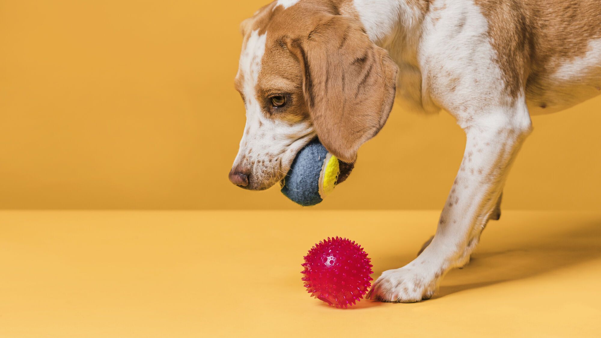 They remember the names of their toys for years: scientists have discovered an interesting fact about dogs