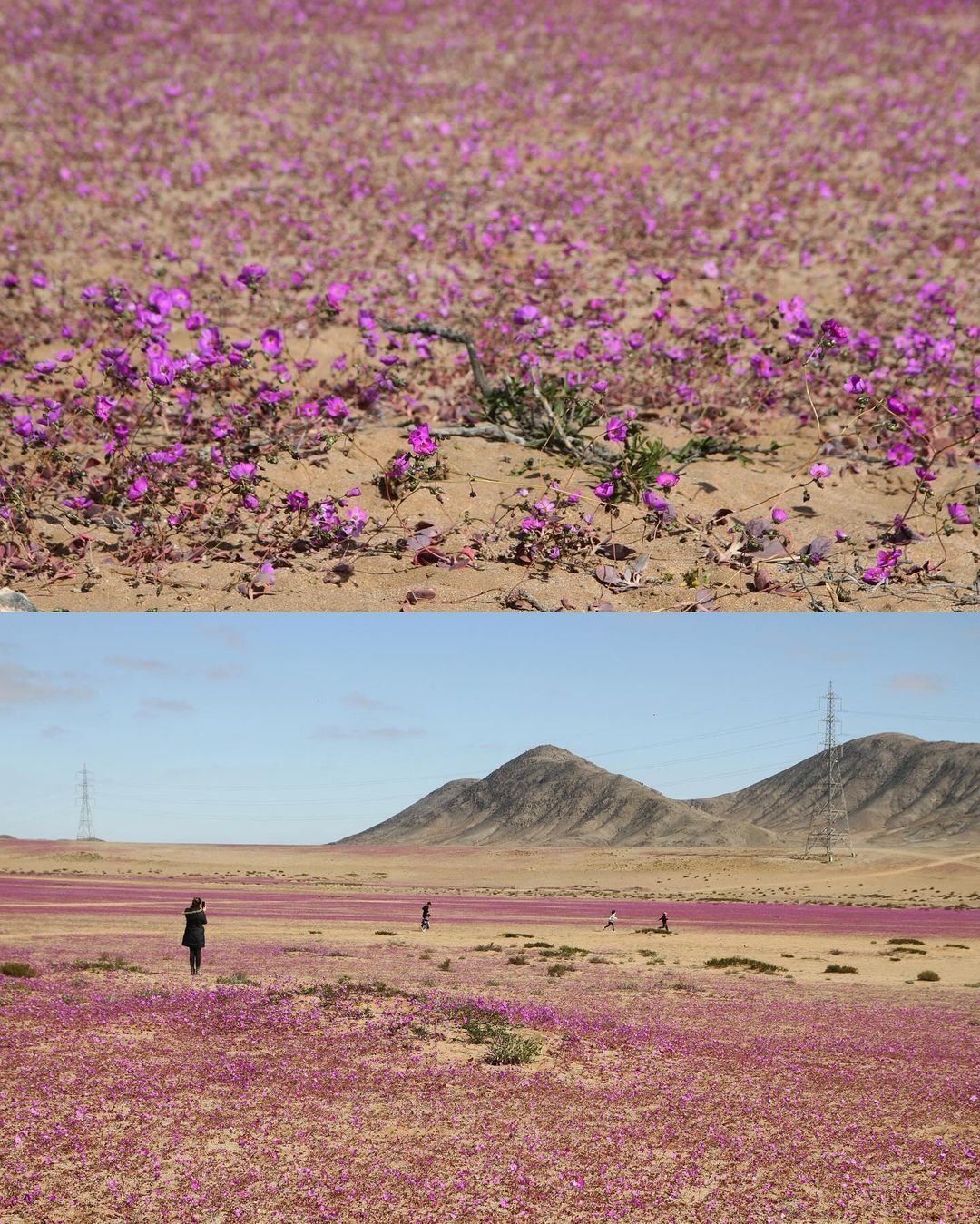 The driest desert on Earth has turned purple: this happens every few years. Photo