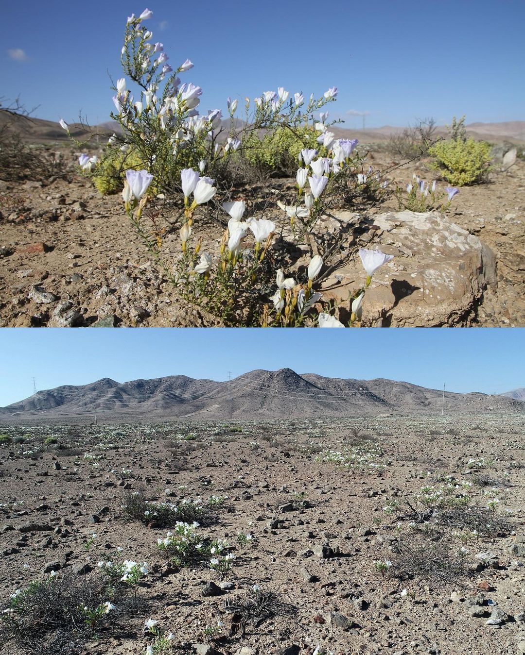 The driest desert on Earth has turned purple: this happens every few years. Photo