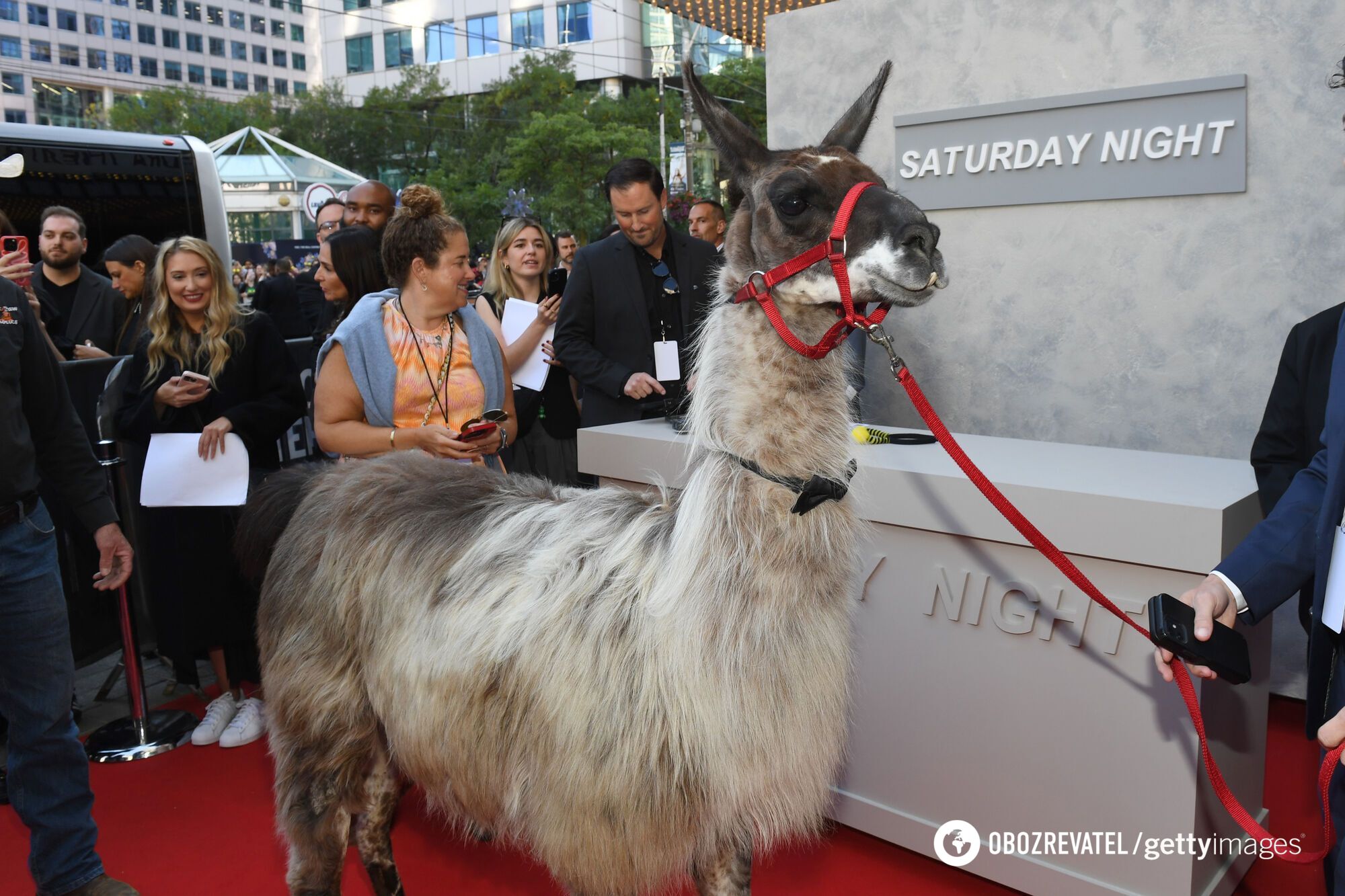 Willem Dafoe kissed a llama on the red carpet and touched the web. Viral photo