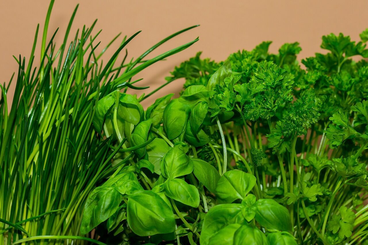 Cilantro, dill, parsley can be safely added