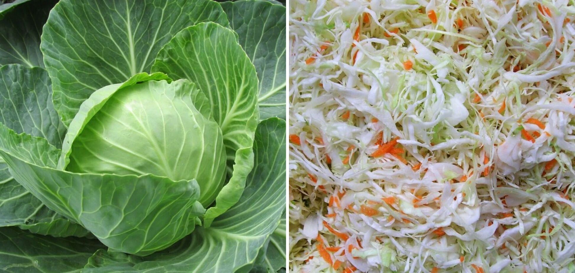 Cabbage for stuffing