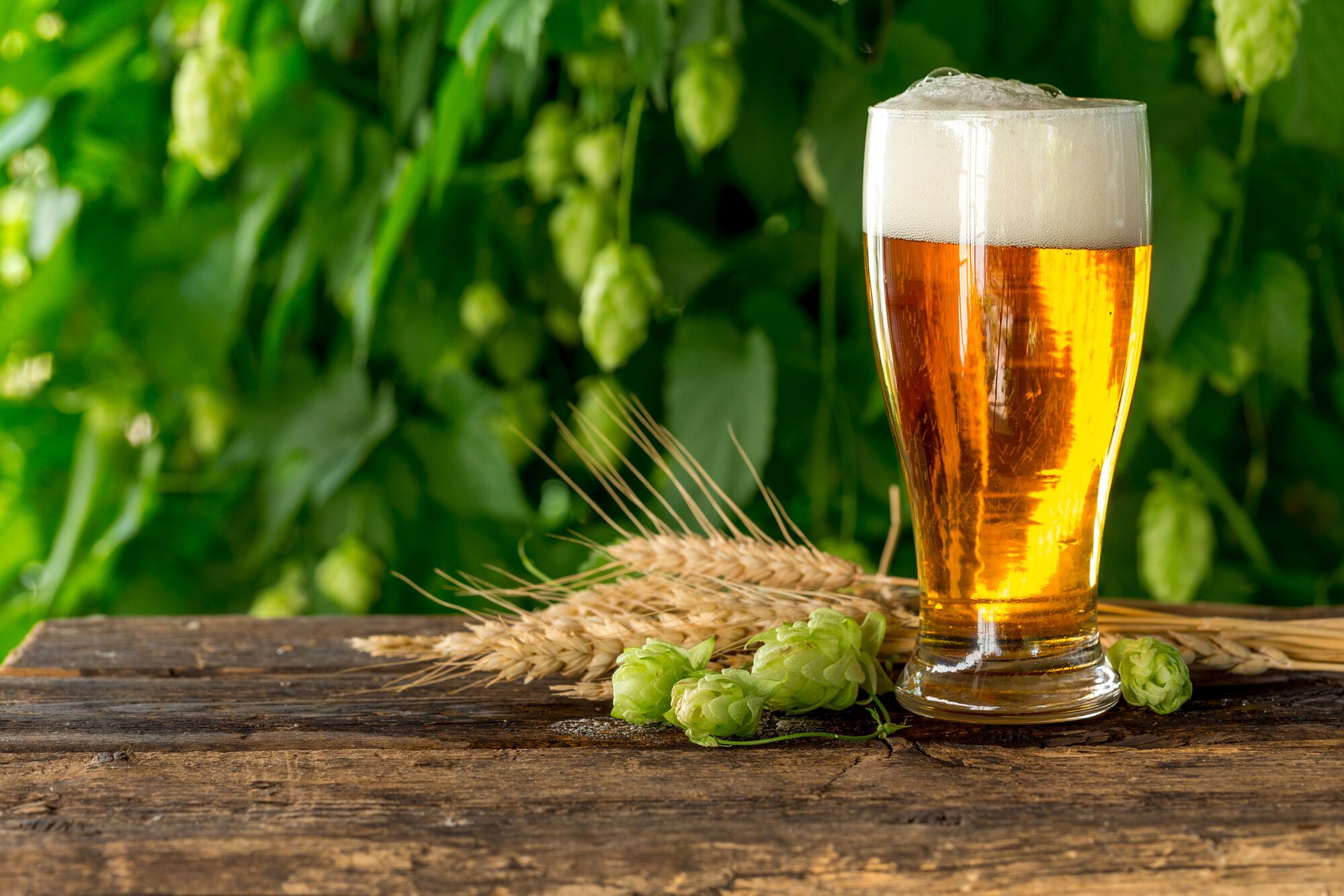 Health benefits of beer revealed: research results