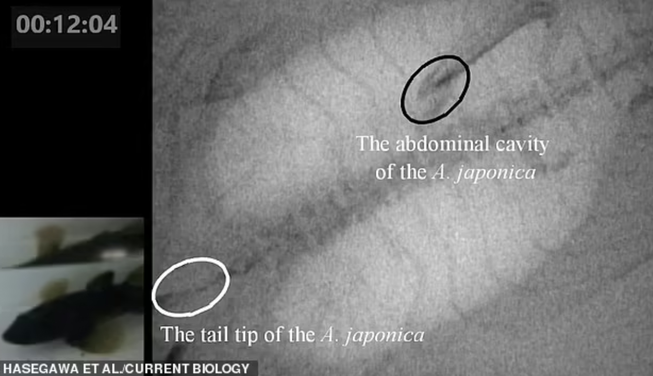 Jaws of death. The network was struck by a video of Japanese eels fleeing from the stomach of a predator that ate them