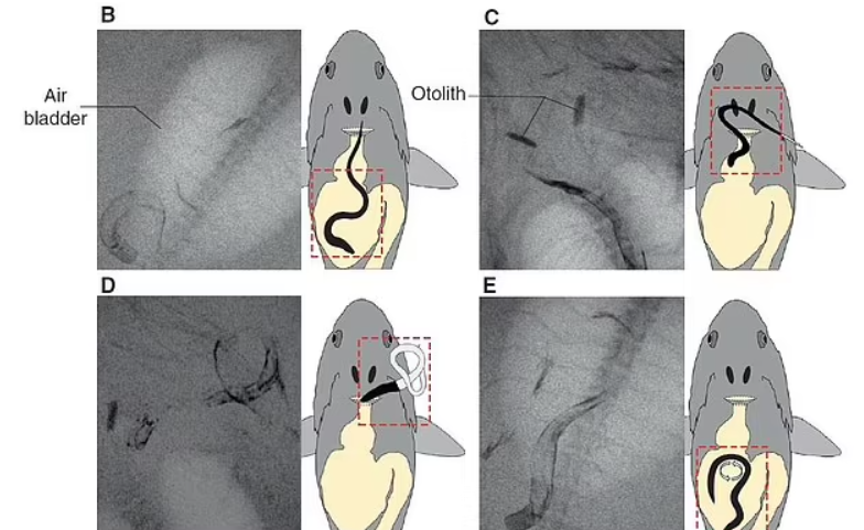 Jaws of death. The network was struck by a video of Japanese eels fleeing from the stomach of a predator that ate them