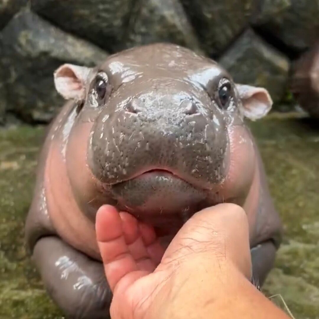 The dwarf hippo star is not just a cute creature: he's a step towards saving an entire species. Photo