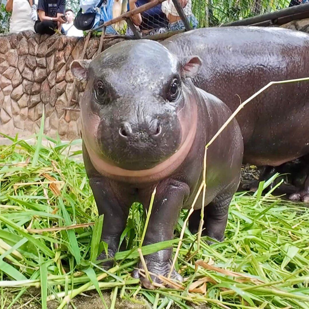 The dwarf hippo star is not just a cute creature: he's a step towards saving an entire species. Photo