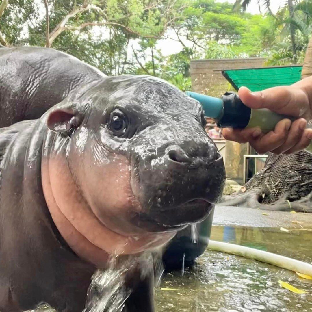 The dwarf hippo star is not just a cute creature: he's a step towards saving an entire species. Photo