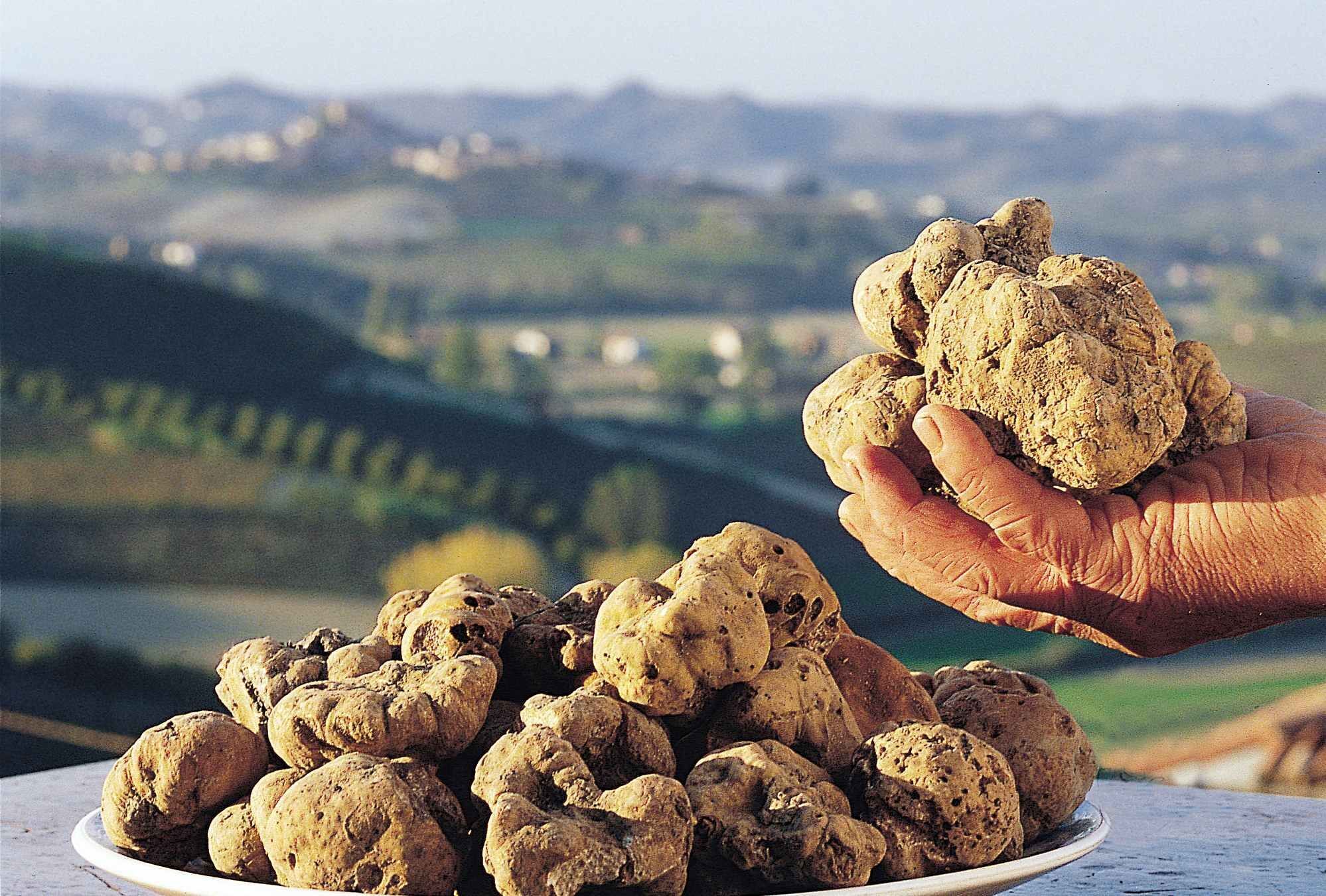 France has learned how to grow white truffles