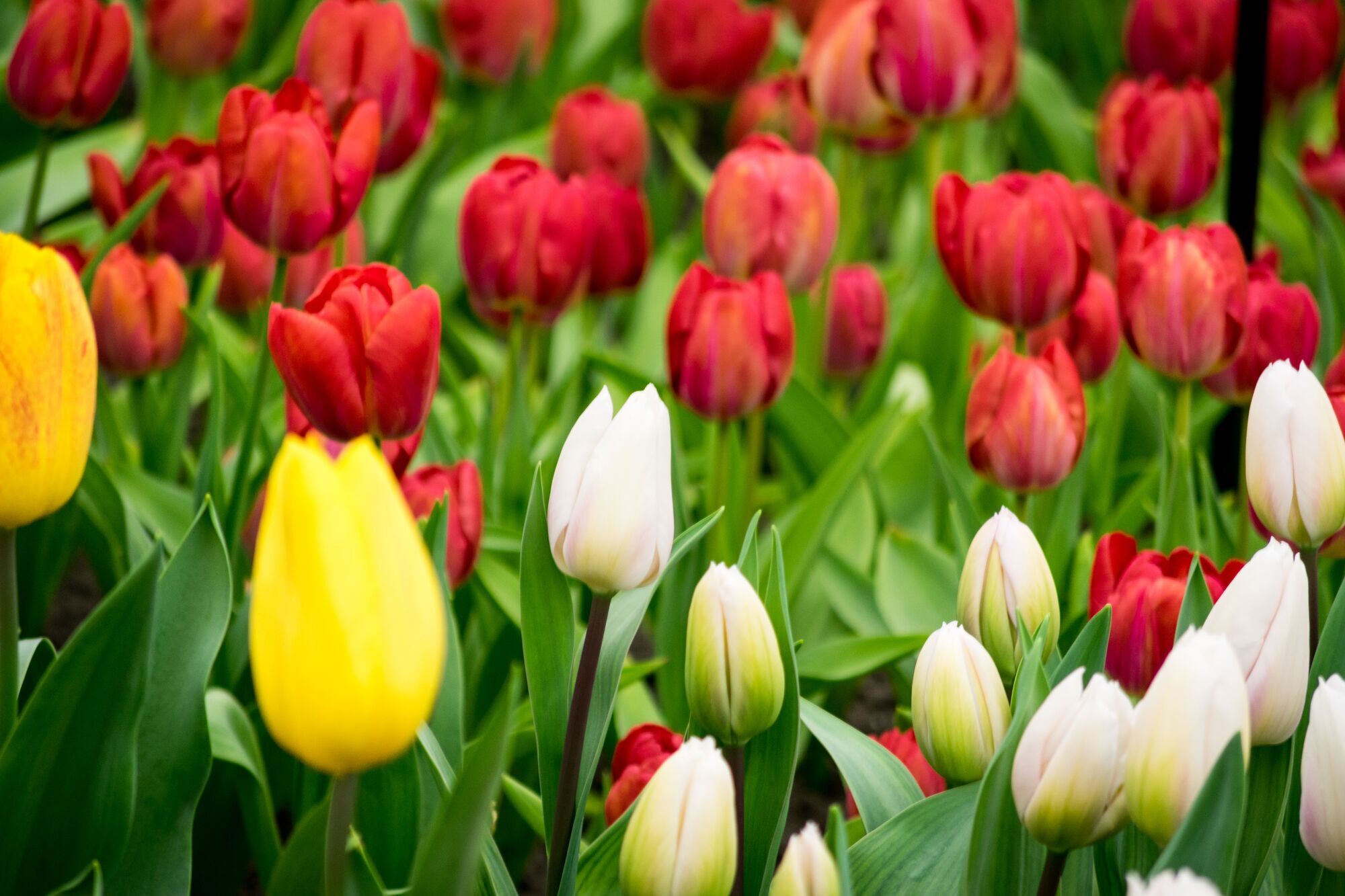 You'll be pleasantly surprised in spring: how to plant tulips in autumn