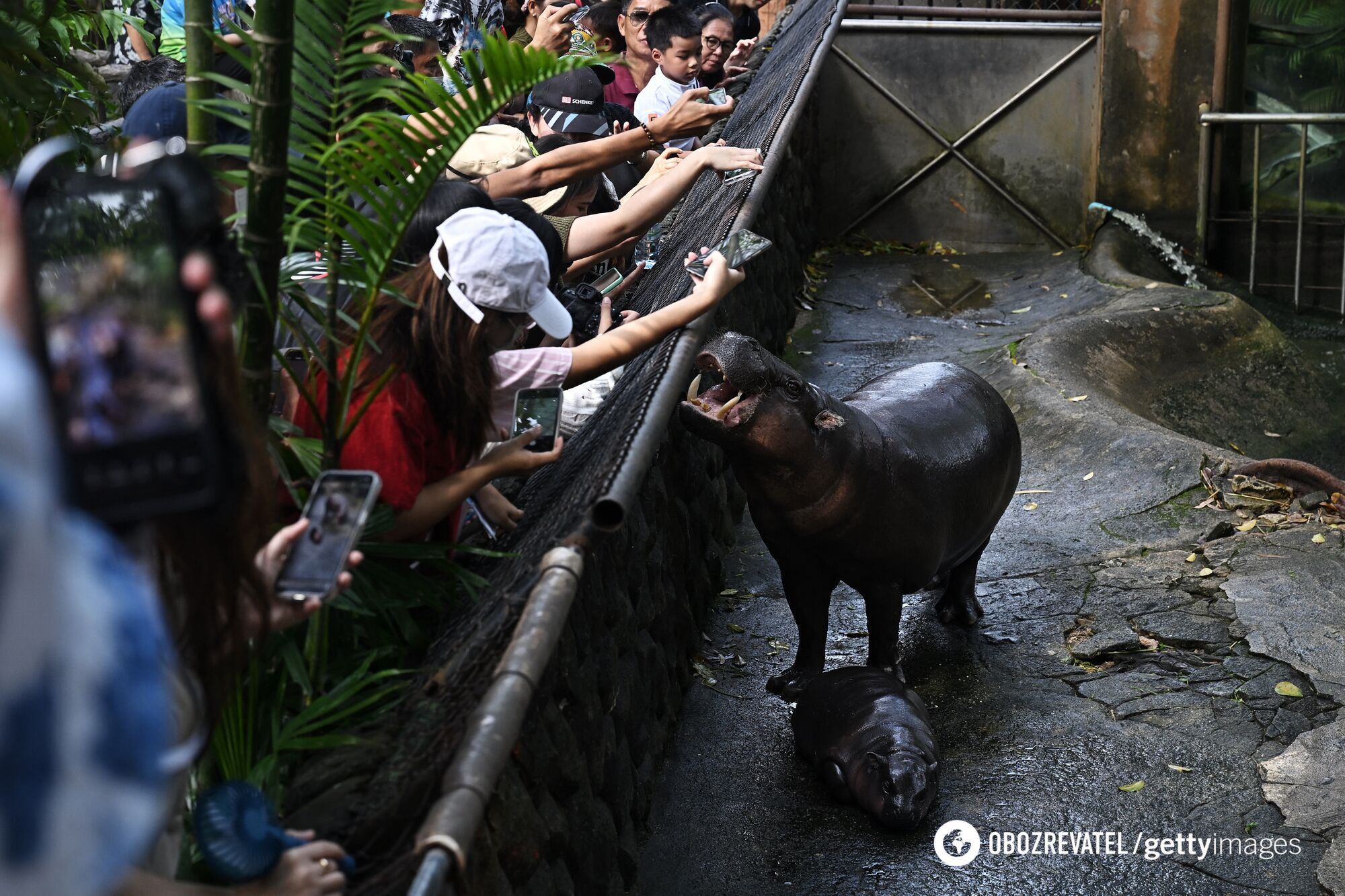 The dwarf hippo star is not just a cute creature: he's a step towards saving an entire species. Photo