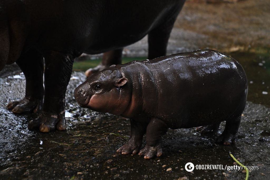 The dwarf hippo star is not just a cute creature: he's a step towards saving an entire species. Photo