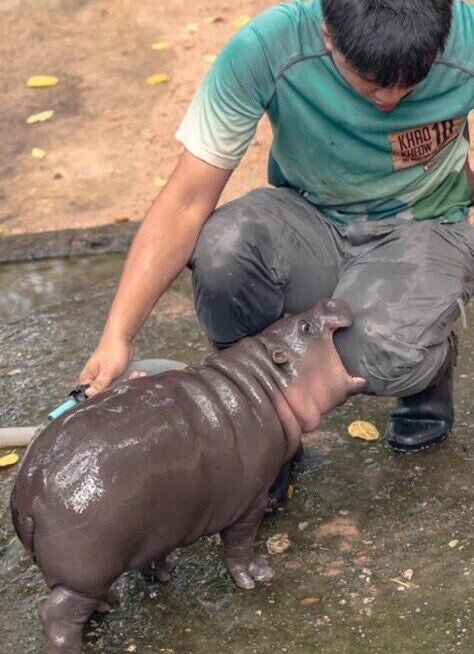 The dwarf hippo star is not just a cute creature: he's a step towards saving an entire species. Photo