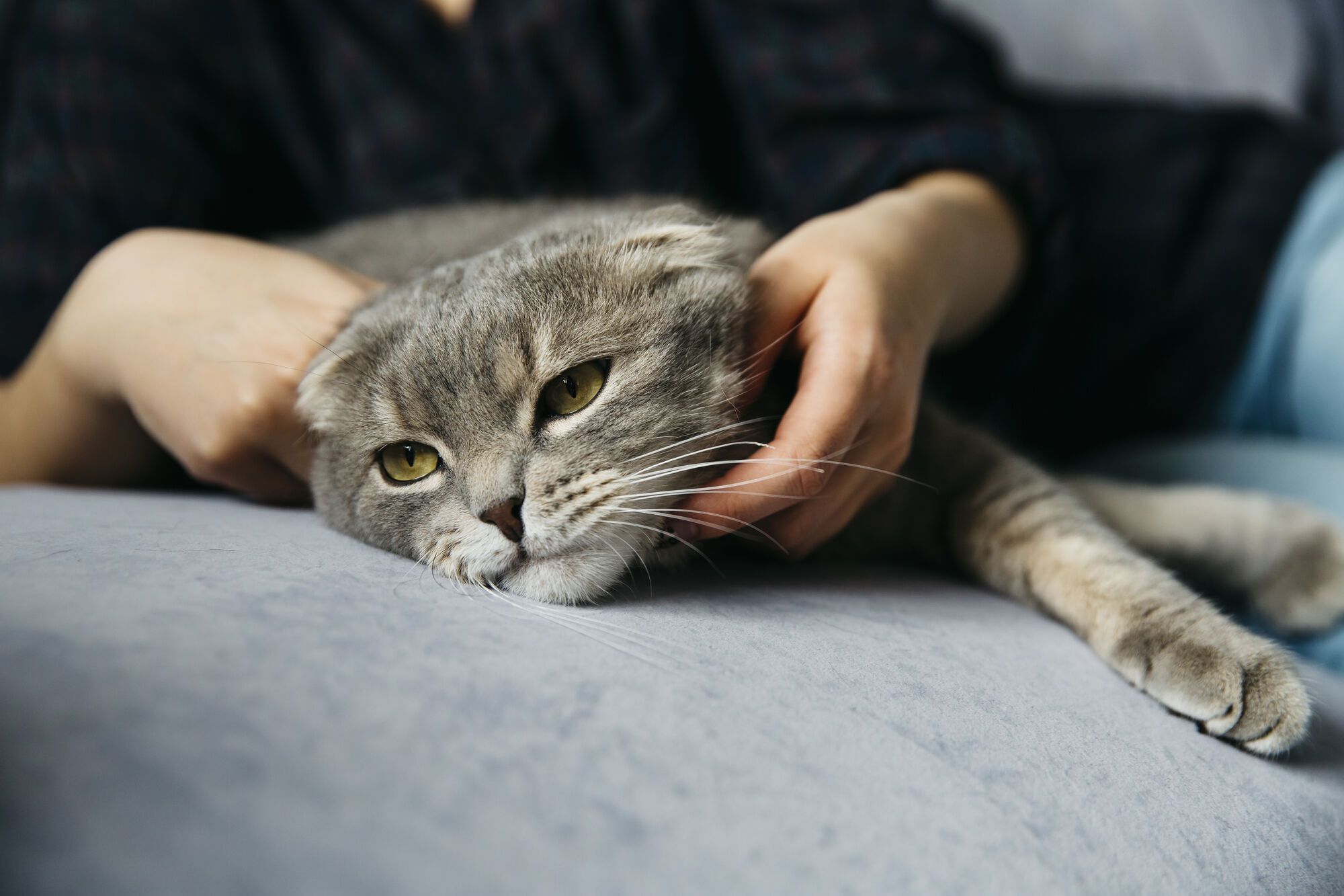 How pets feel the death of their owners. 5 amazing stories