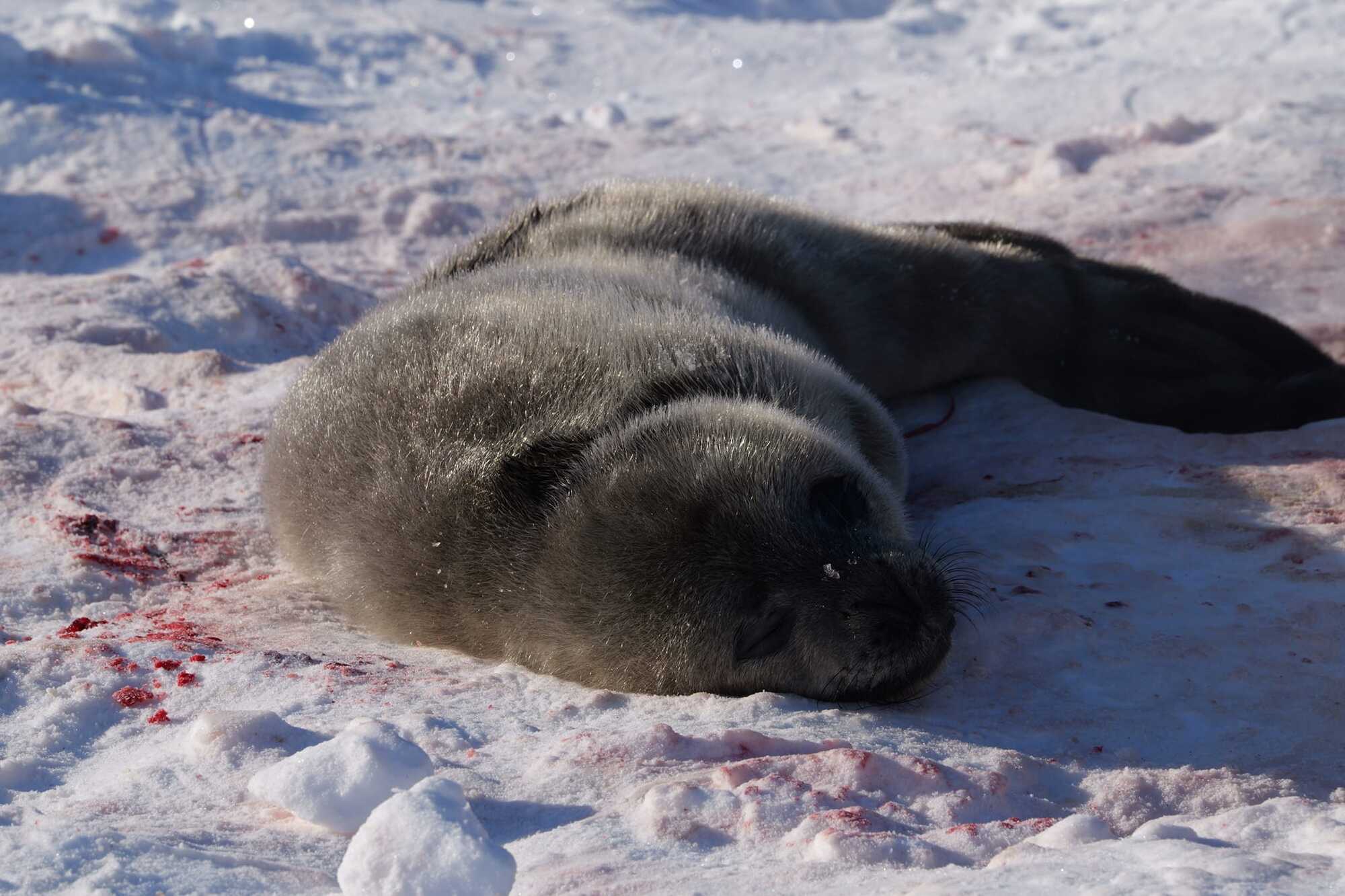 ''Extremely cute news''. Ukrainian polar explorers showed the first seal of 2024, which was born near Vernadsky