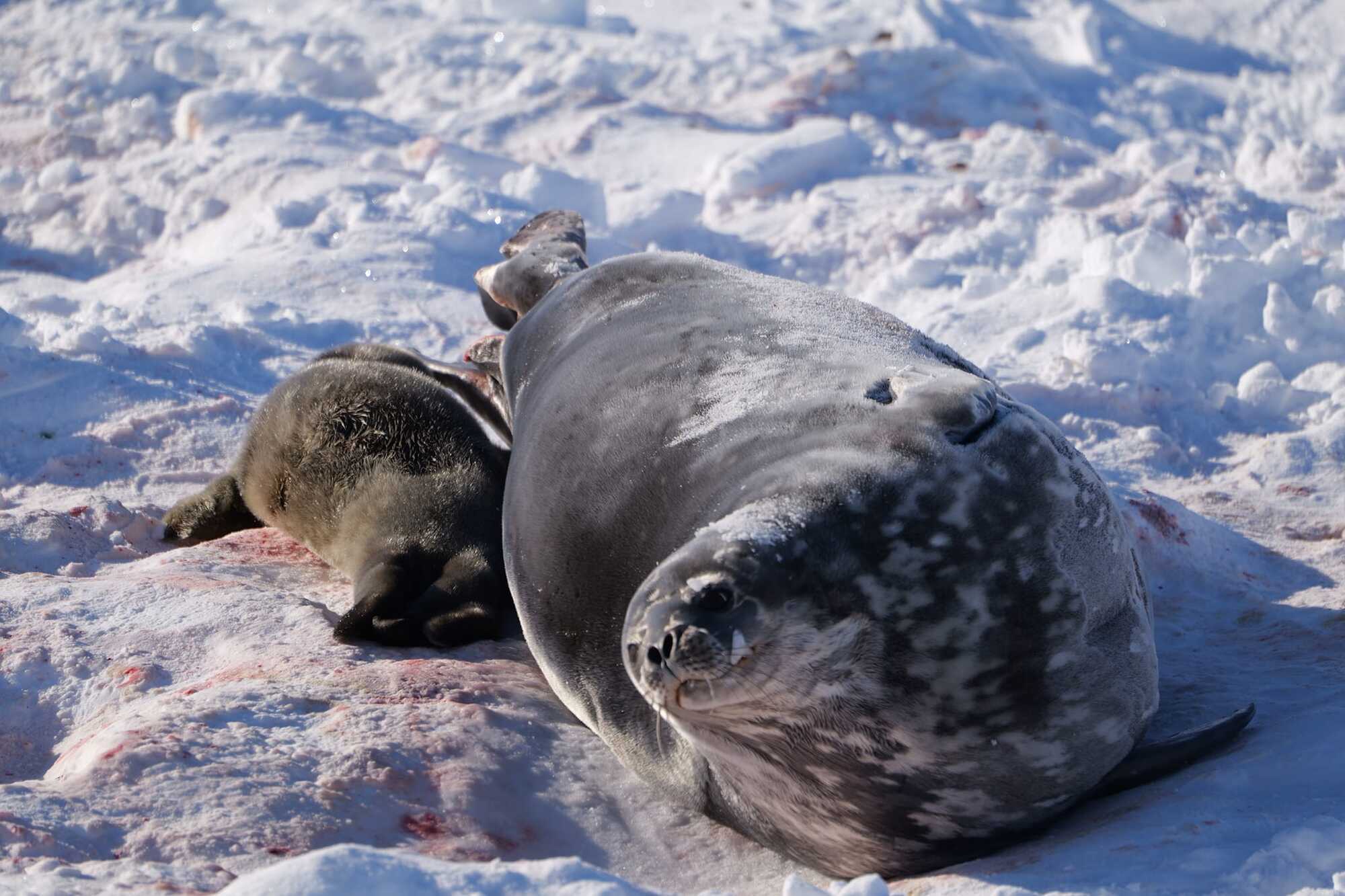 ''Extremely cute news''. Ukrainian polar explorers showed the first seal of 2024, which was born near Vernadsky