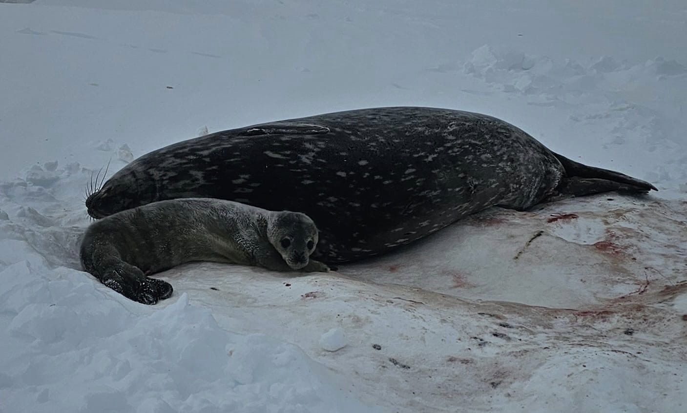 ''Extremely cute news''. Ukrainian polar explorers showed the first seal of 2024, which was born near Vernadsky