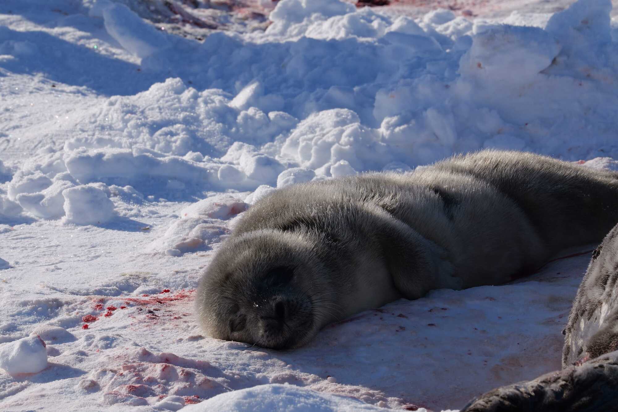 ''Extremely cute news''. Ukrainian polar explorers showed the first seal of 2024, which was born near Vernadsky