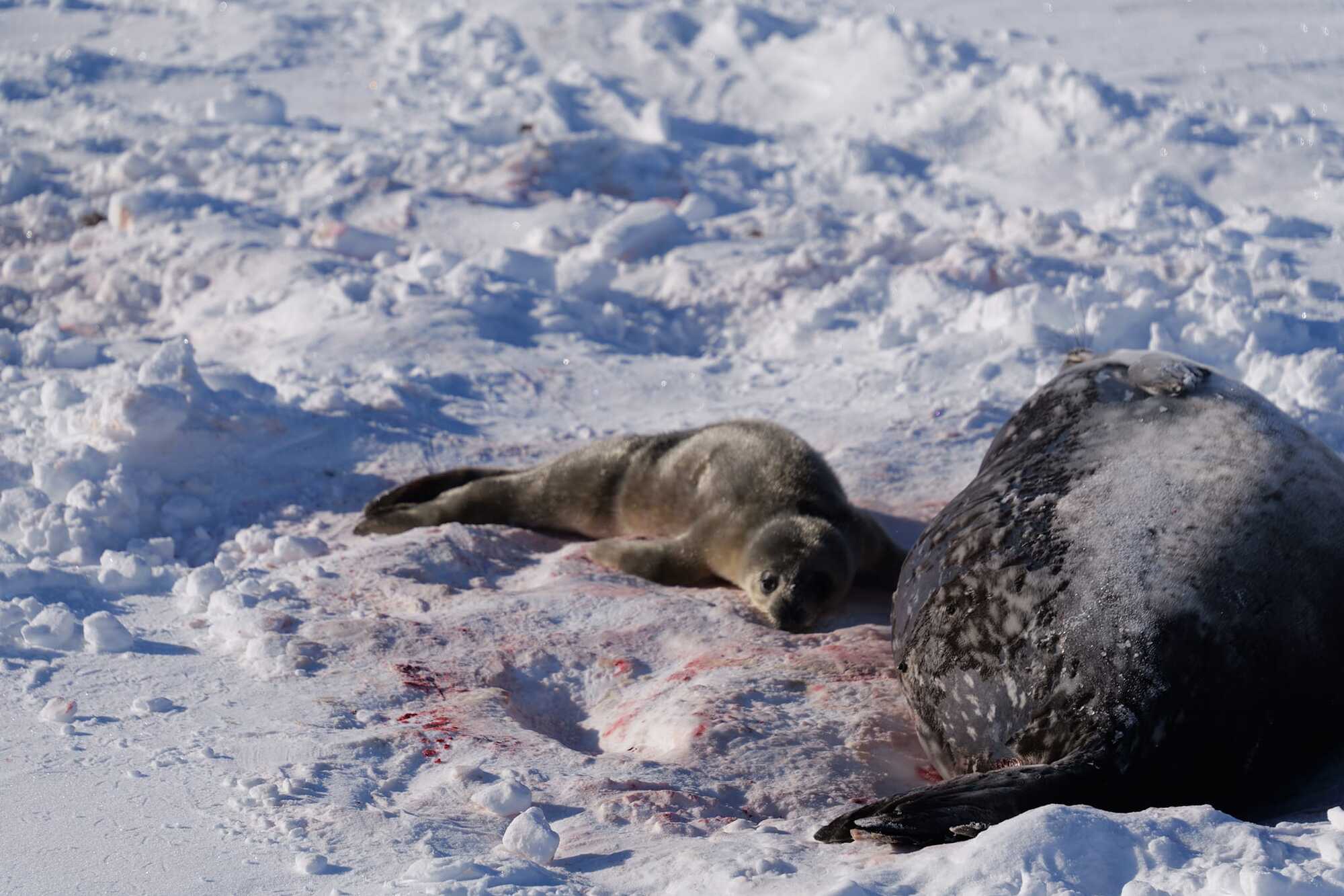 ''Extremely cute news''. Ukrainian polar explorers showed the first seal of 2024, which was born near Vernadsky