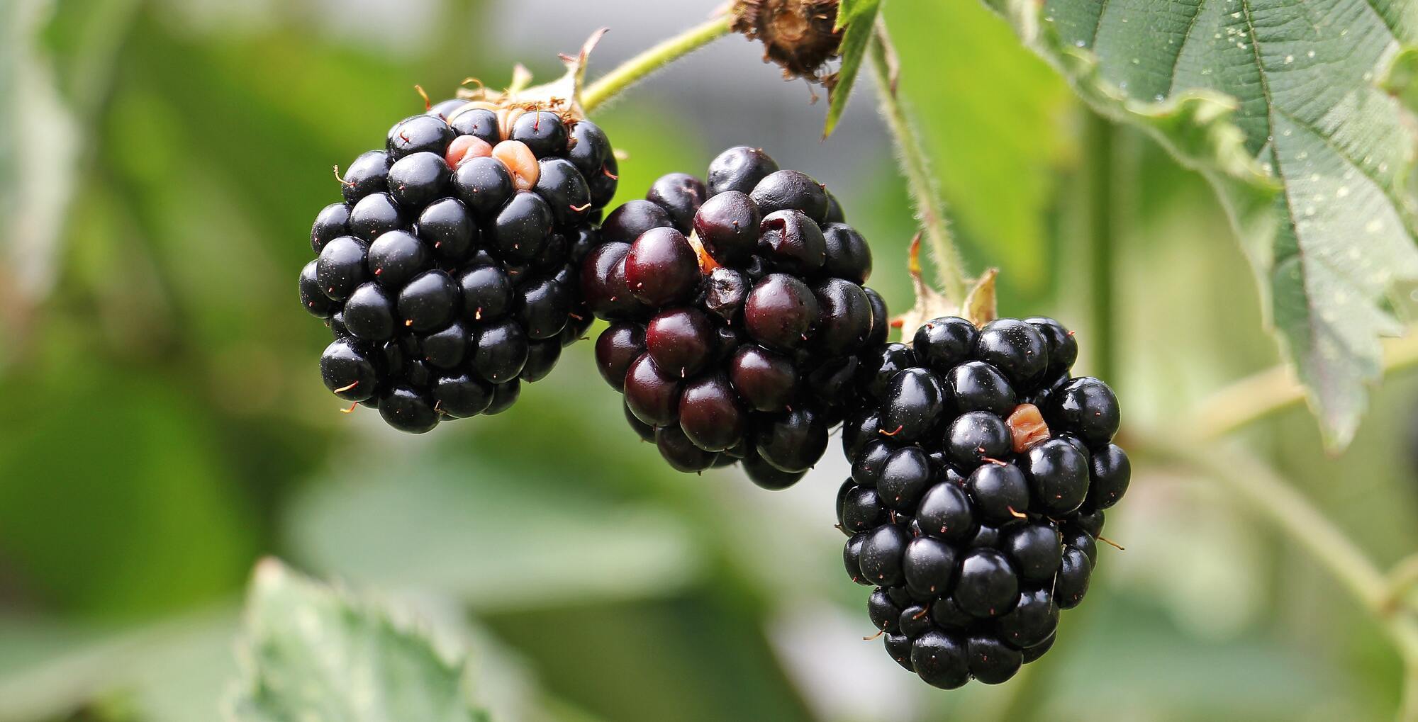 Ripe blackberries for jam