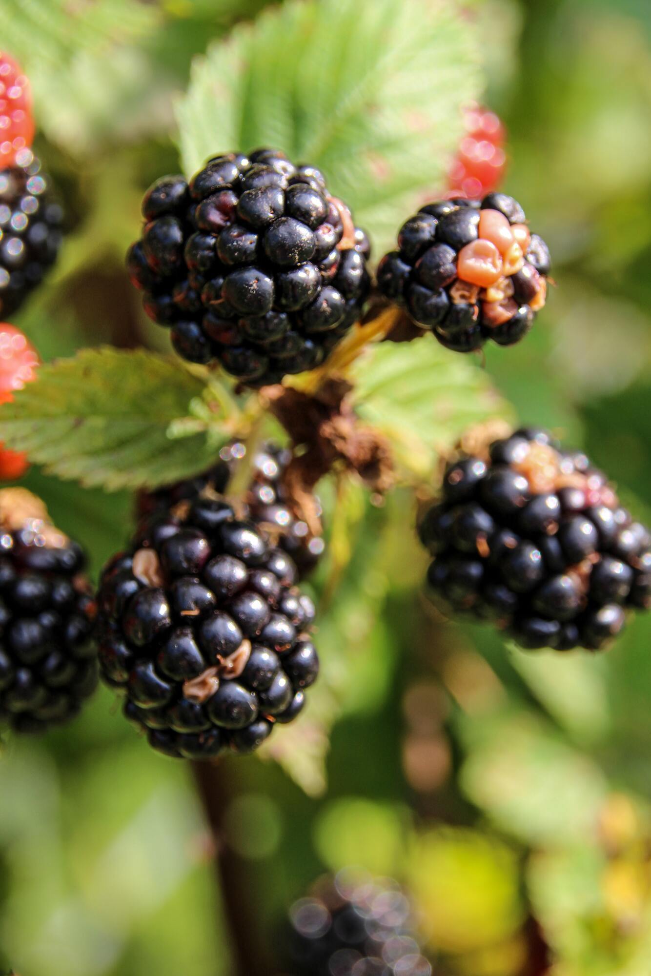 When to pick blackberries