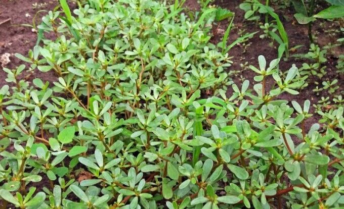 How to remove purslane from the garden: life hack for the fall