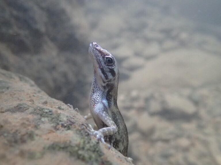 A diver lizard has been found that can swim underwater with a bubble on its nose