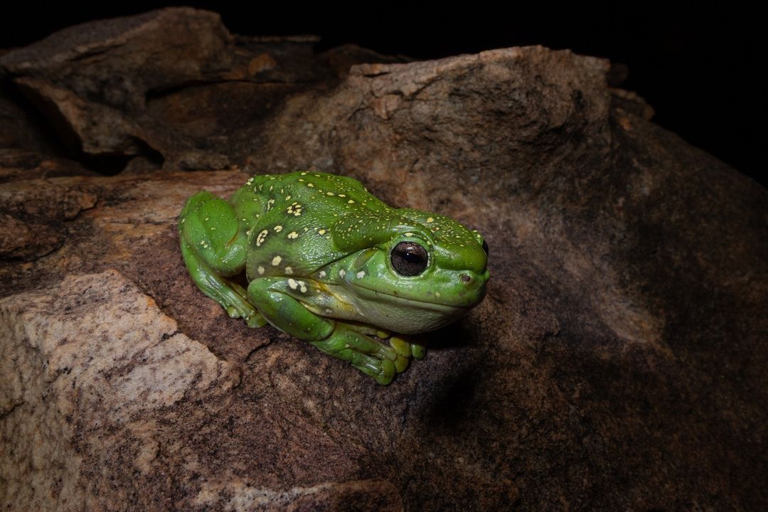 A blue frog was spotted in Australia: what a rare mutant looks like. Photo