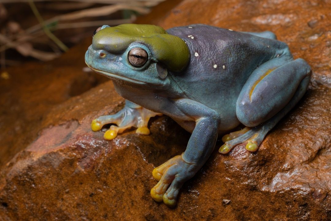 A blue frog was spotted in Australia: what a rare mutant looks like. Photo