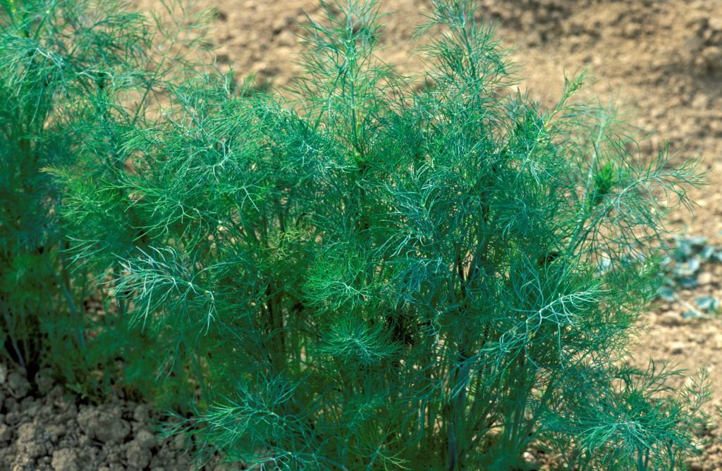 What is dill good for: main characteristics and benefits