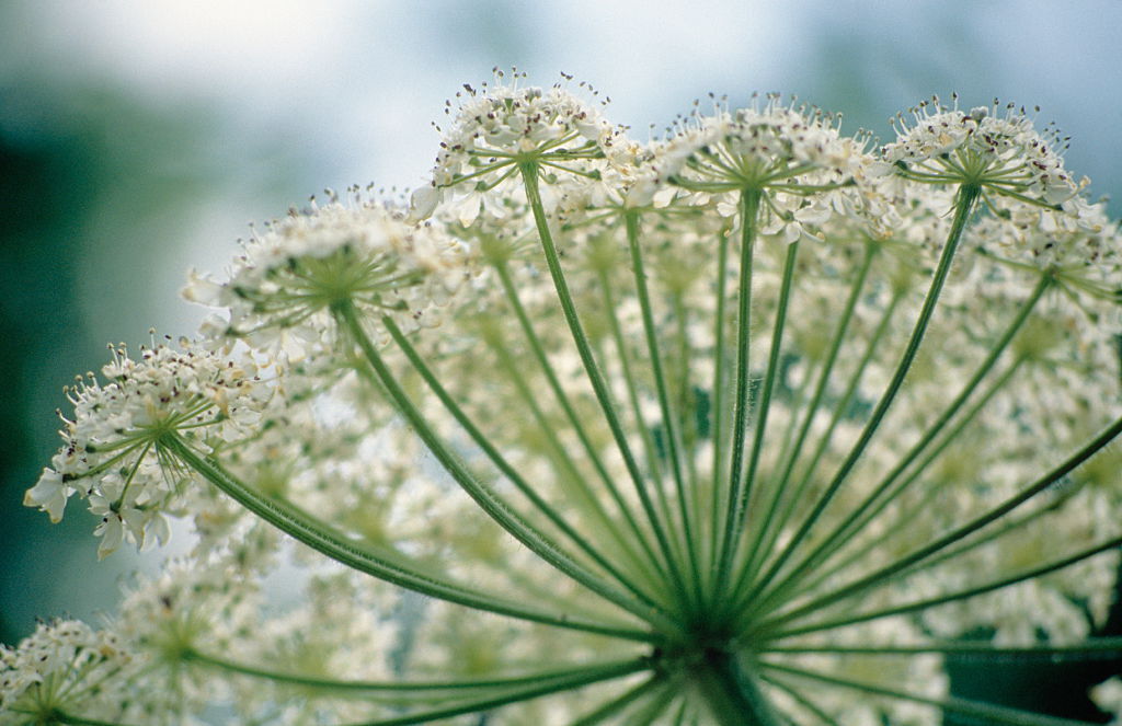 What is dill good for: main characteristics and benefits