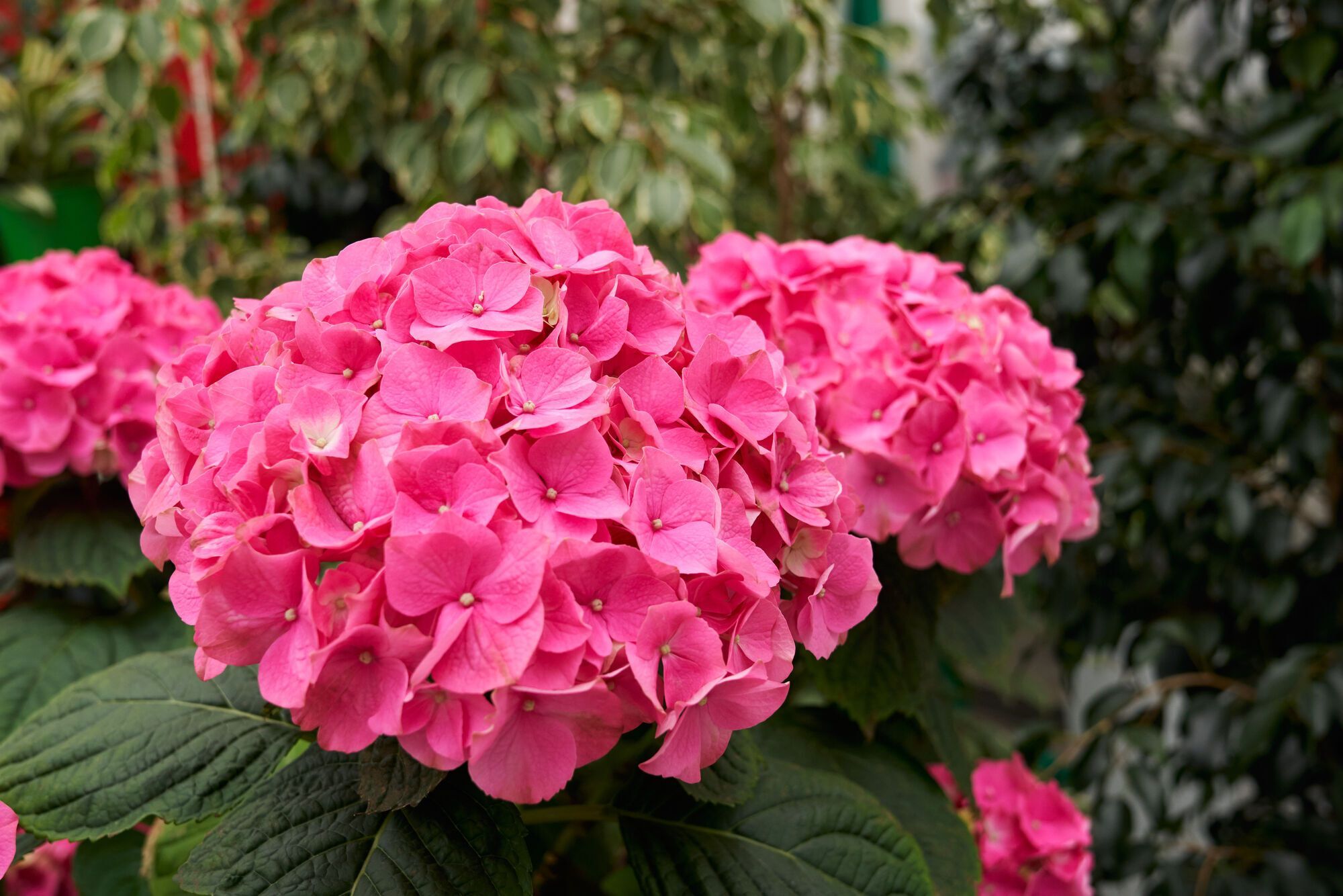 It's time: how to prepare hydrangeas for the winter cold