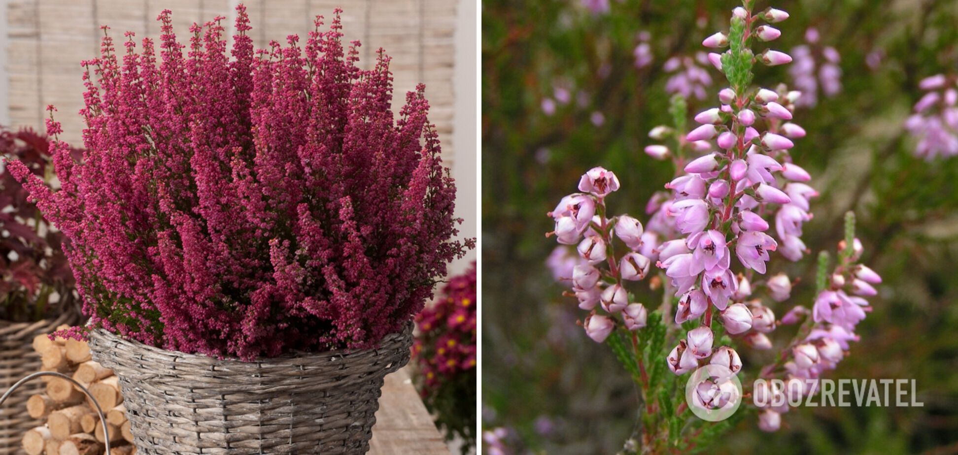 Neighbors will be delighted: how to grow heather at home