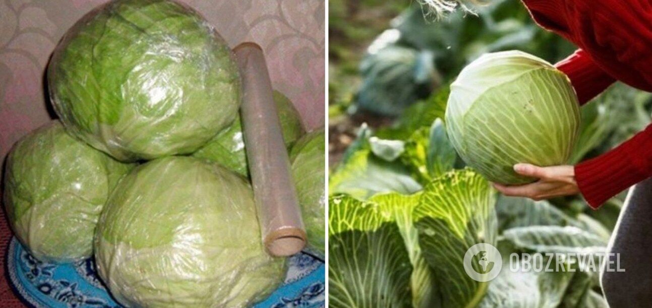 How to store cabbage in an apartment