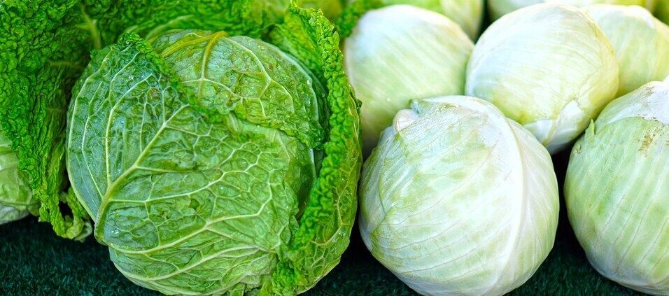 How to store kale in the refrigerator and on the balcony