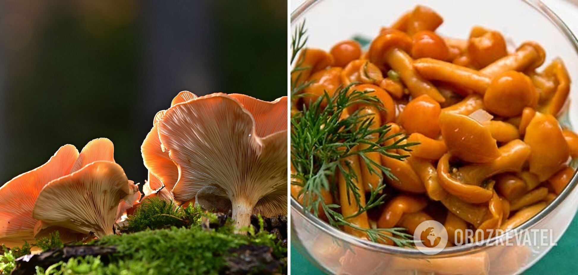 Pickled chanterelles with cinnamon and dill.