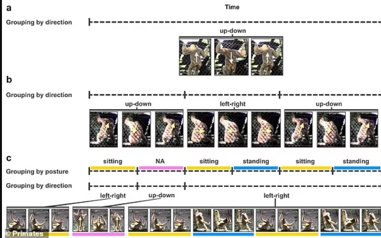 Dance of the robots. Gibbons organized a ''disco of the 1970s'' in a rescue center: the audience was delighted