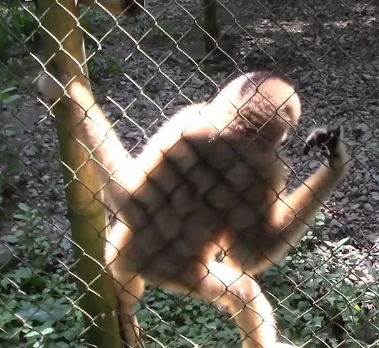 Dance of the robots. Gibbons organized a ''disco of the 1970s'' in a rescue center: the audience was delighted