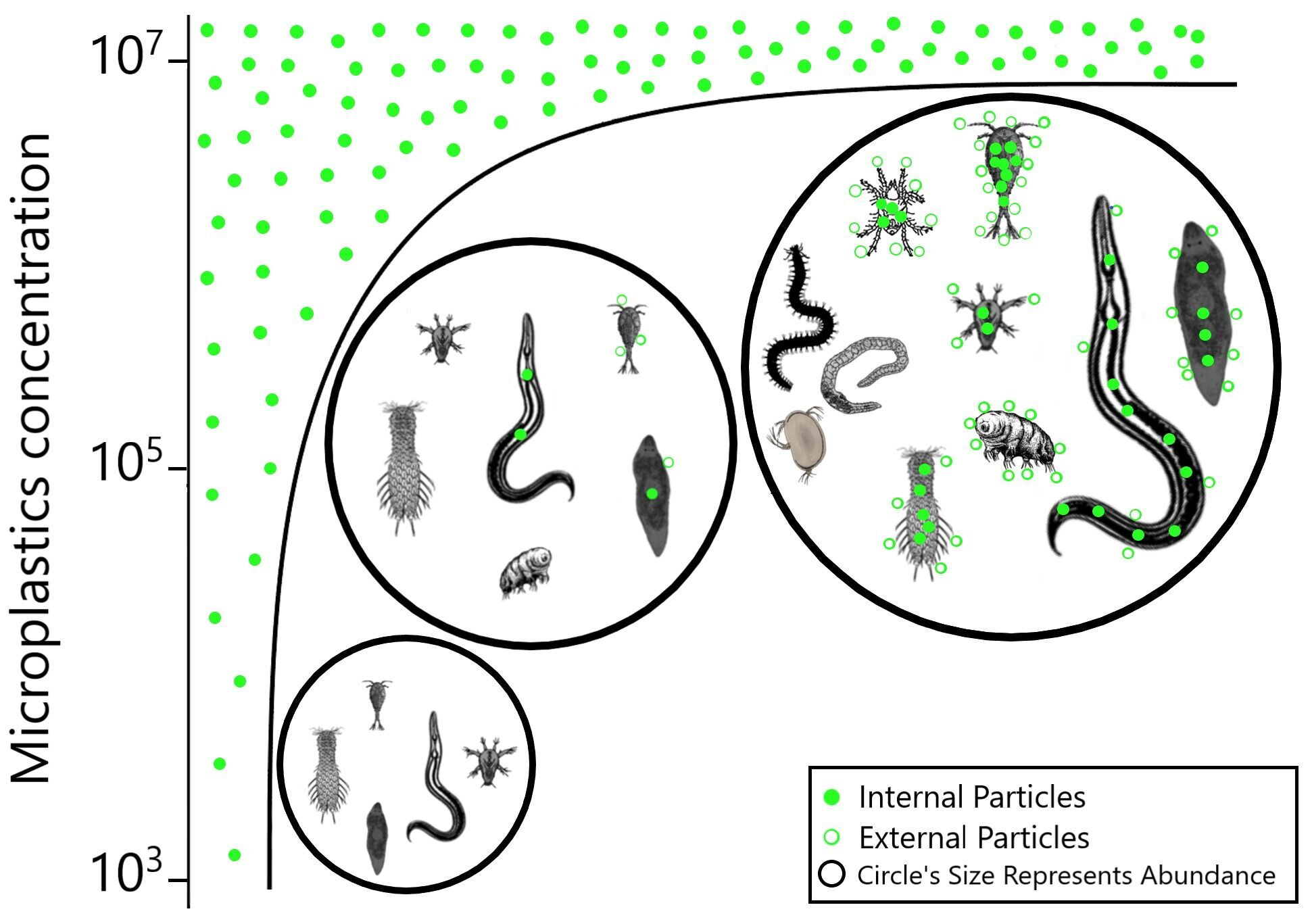 Zoologists discover animal species that does not eat microplastics, and this is not its only superpower