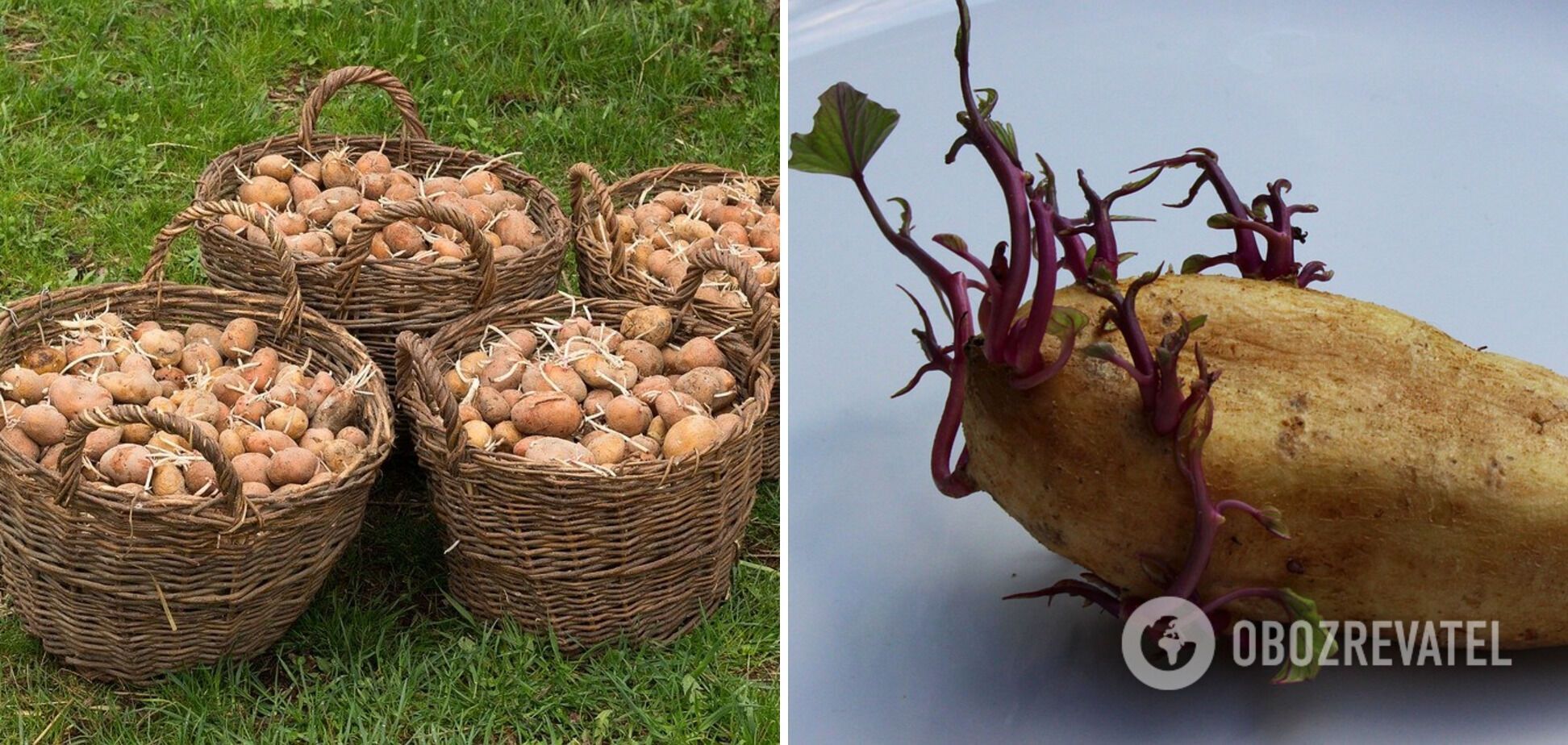 To prevent potatoes from sprouting, put a few apples in them