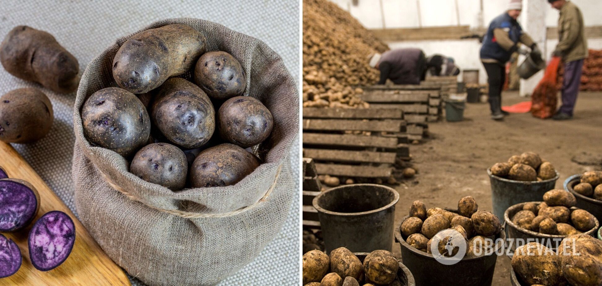 Potatoes need to be periodically sorted from rotten